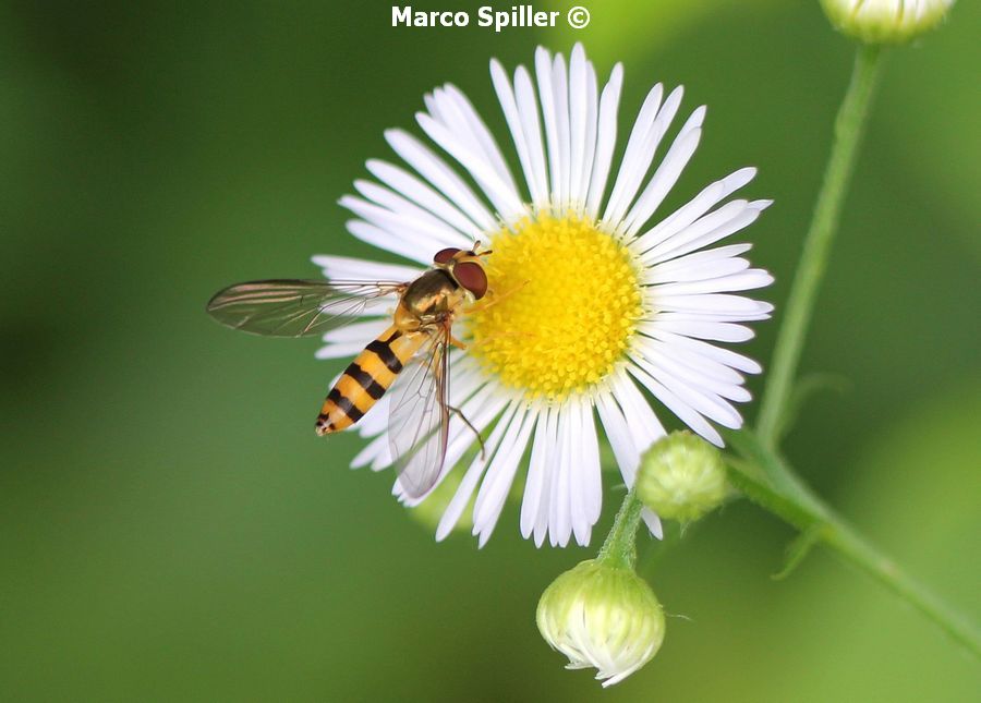 Meliscaeva cinctella